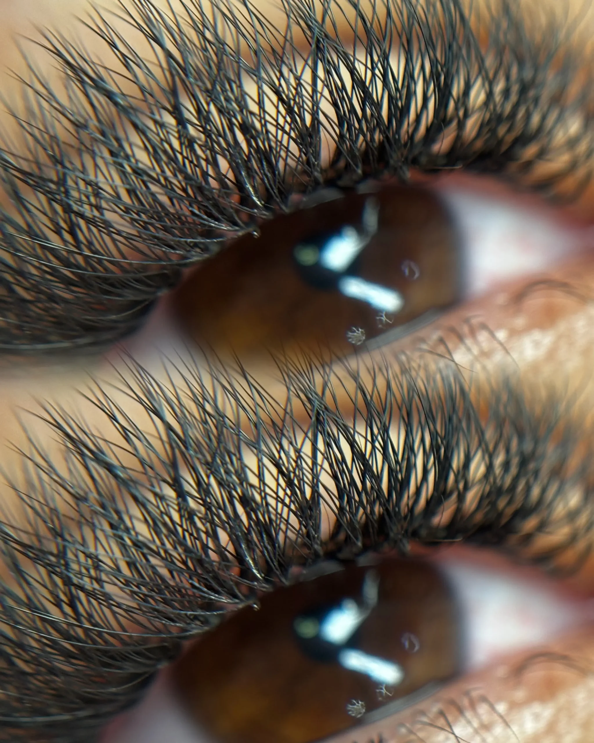 Hawaianas - Imagen 8